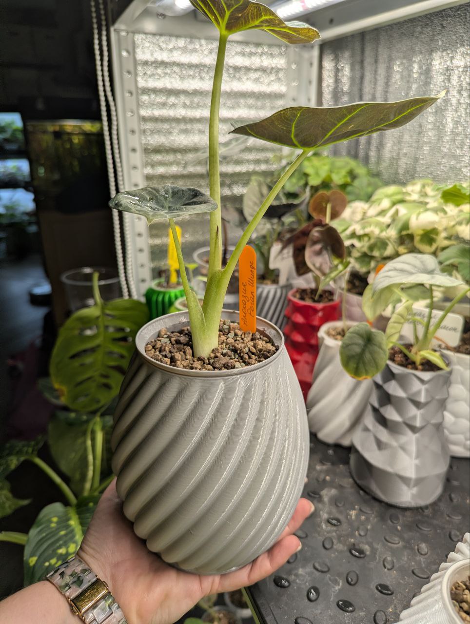 2025-11-20 19.48.52.jpg